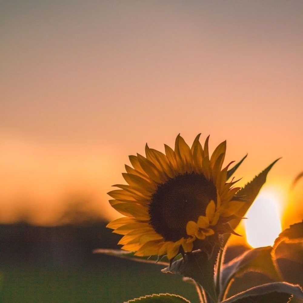 Meet your Posher, Paige